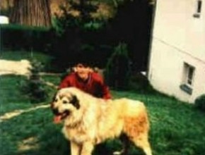 An old photo from the 90s of a big dog named Dingo standing with child in the yard.