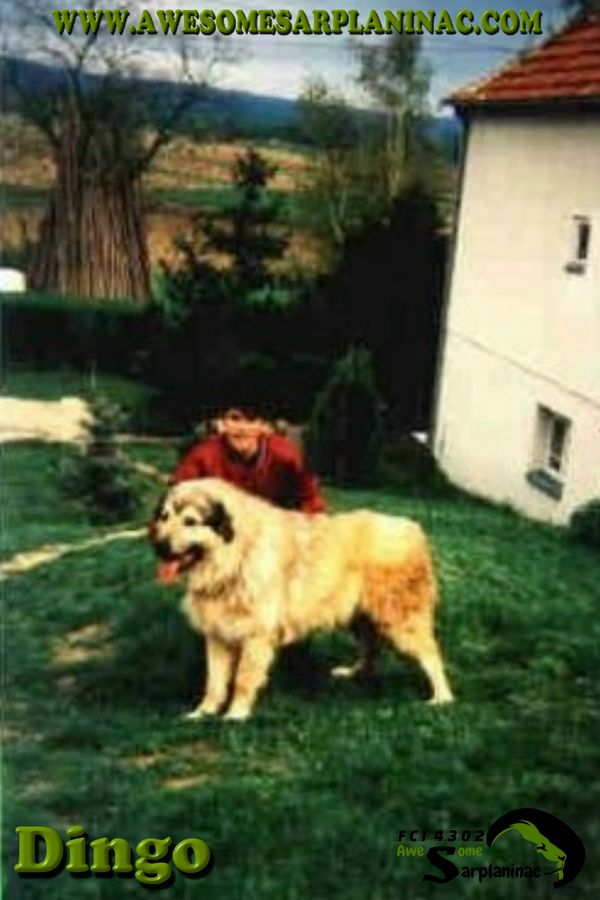 Big Dog And Child of Sarplaninac Breeder