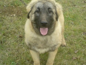 Female Sarplaninac Dog