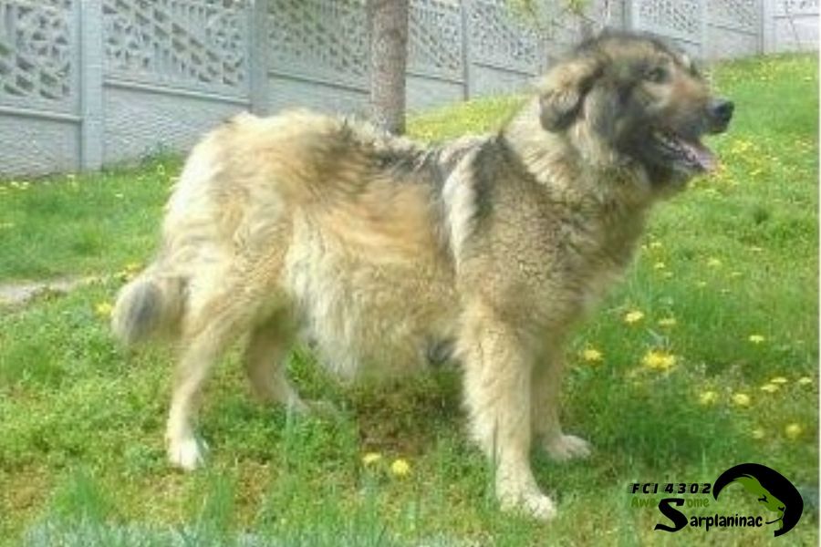 Female Dog In The Yard