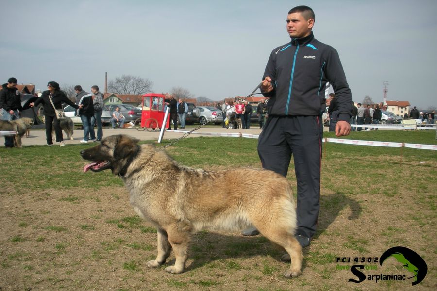 Dog Show Serbia