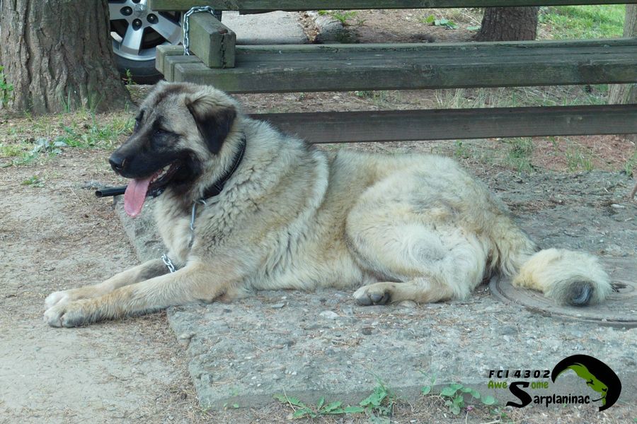 Sarplaninac Dog Tyson