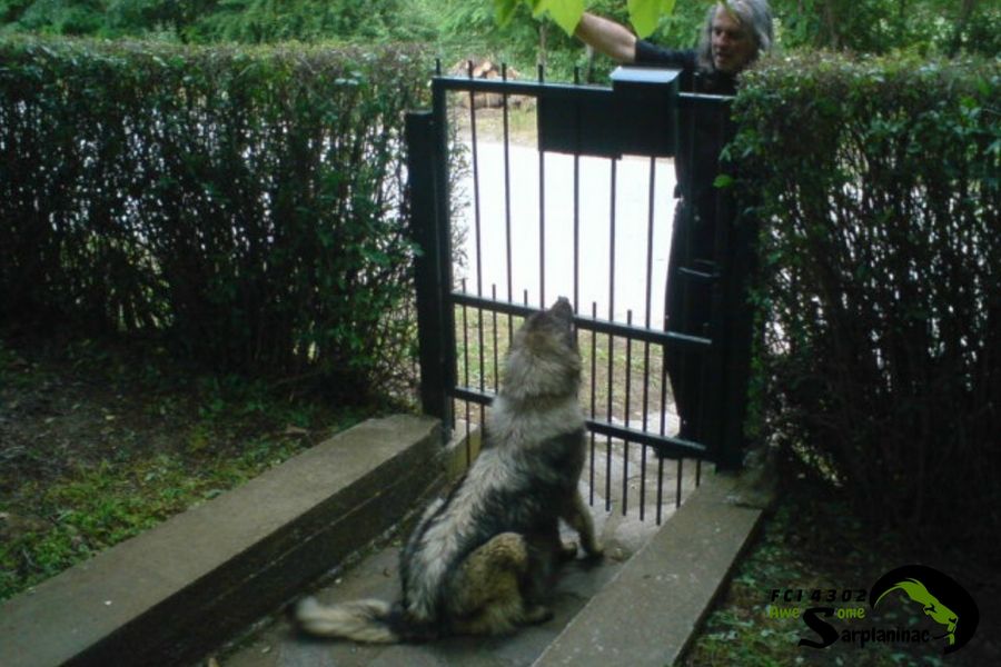 Iron Gray Female Dog