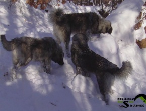 3 Black Dogs