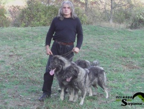 Mountain Dogs Serbia