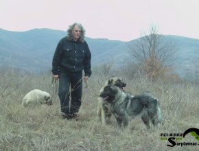 Breeder leading a pack of three dogs through a mountain field.