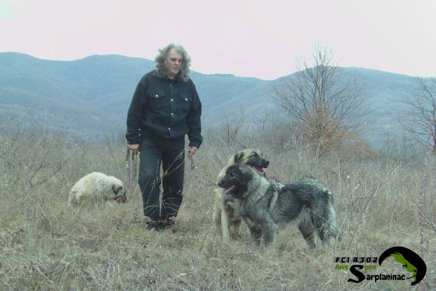 Three Mountain Dogs