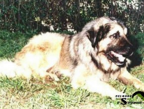 A powerful large breed dog named Condor lying on the grass in front of a green hedge.