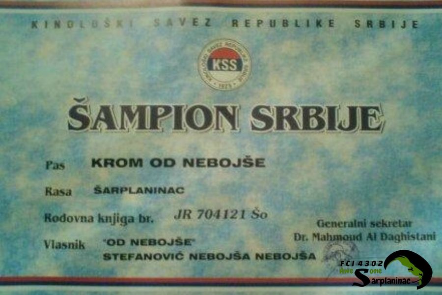 Sarplaninac Champion Dog