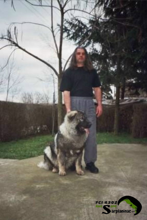 Young Sarplaninac Dog