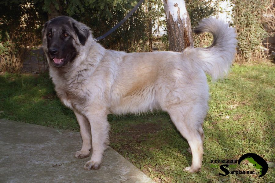 Karabash Dog Grizli