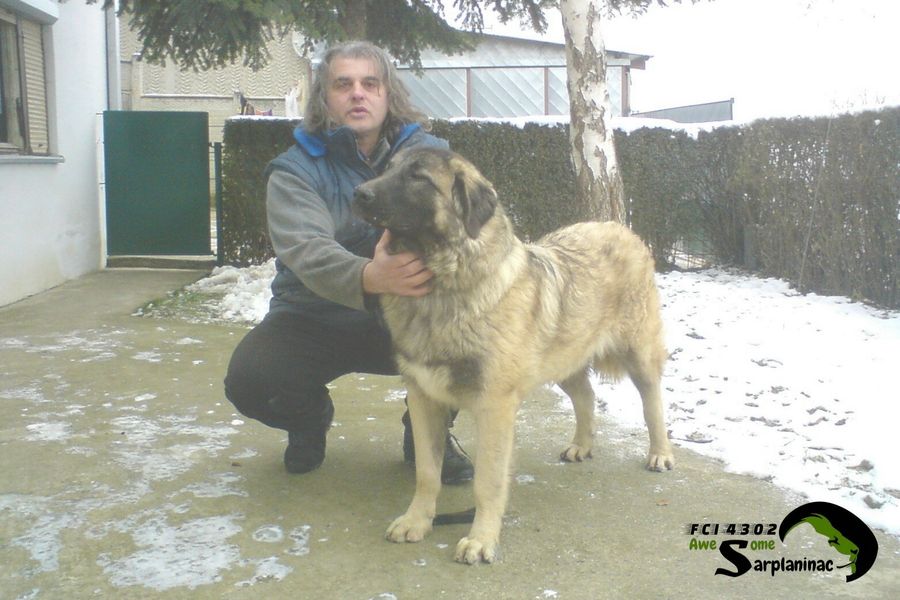 Karabash Dog