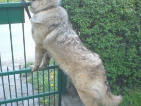 A big dog named Krom standing on his hind legs at the yard entrance gate.