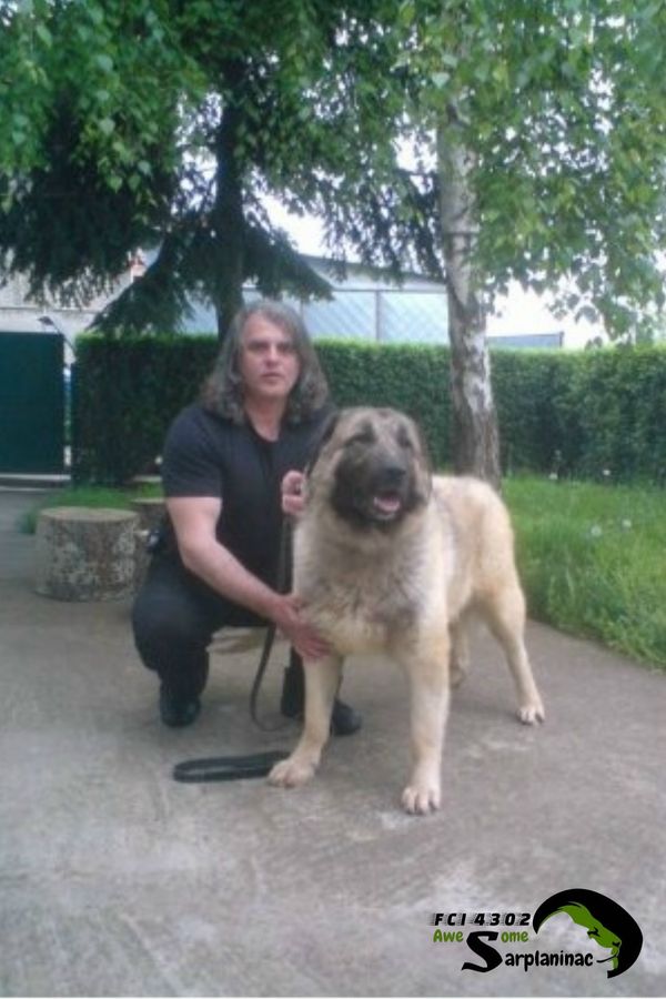 Karabash Dog