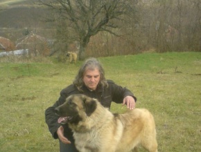 Awesome Shepherd Dog