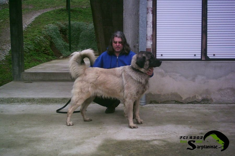 Sarplaninac Dog Grizli