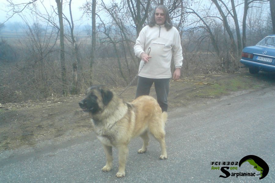 Awesome Karabash Dog Krom