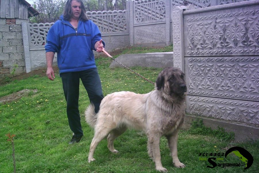 Awesome Karabash Dog