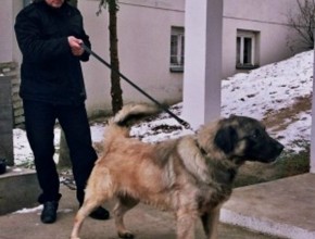 A big dog named Grizzly standing in a controlled stance with his breeder during winter.