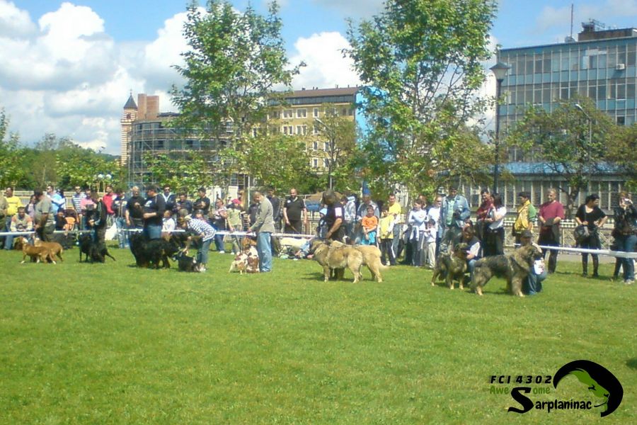 Dog Show Serbia