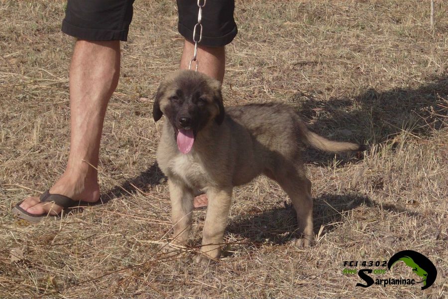 Big Sarplaninac Puppy