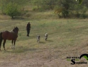 Man Horse And Dogs
