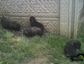 Four Black Puppies