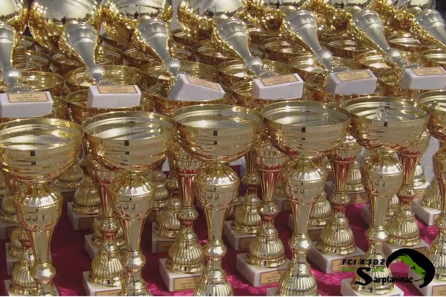 Close view of small dog show trophies in bronze gold color