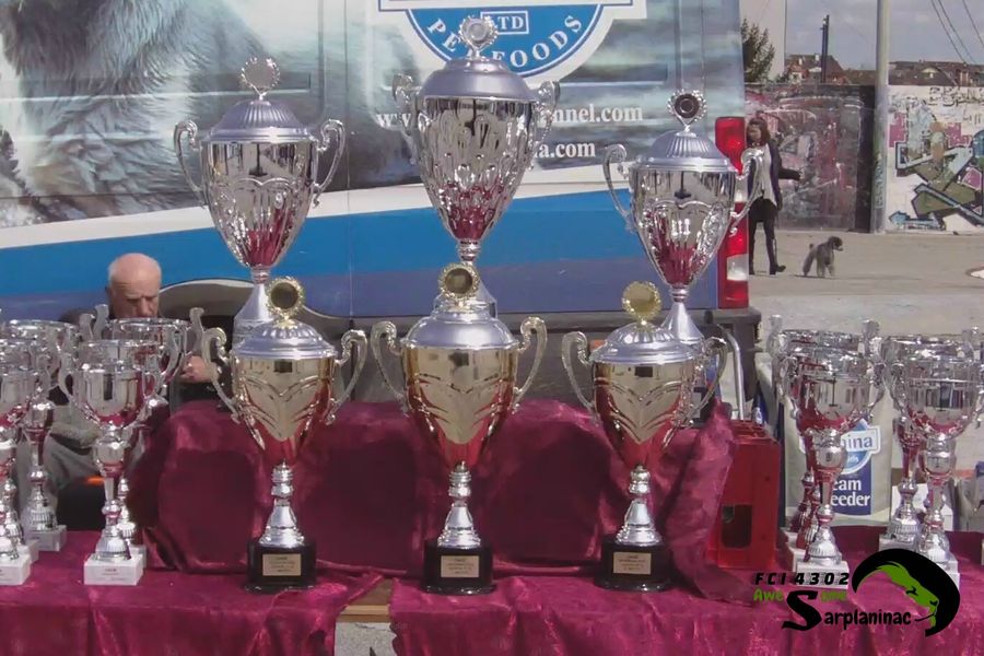 Tall silver trophies prepared for winners at outdoor dog show Serbia