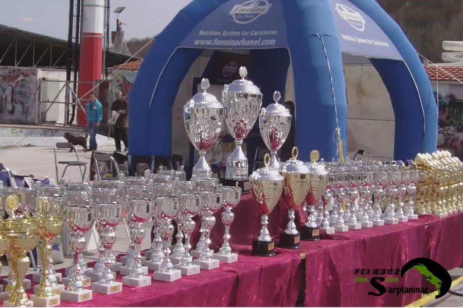 Wide view of dog show awards and trophies prepared for competition in Serbia