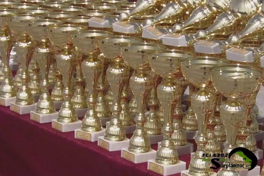 Small metallic gold toned dog show trophies lined up on table at CACIB Jagodina