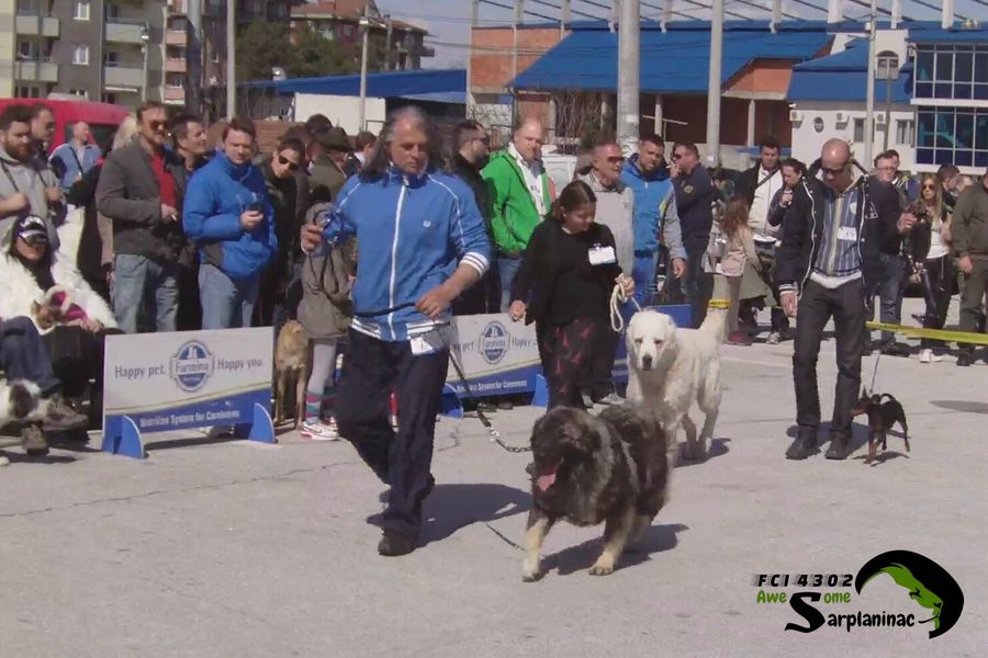 Handlers presenting dogs in front of audience at CACIB Jagodina