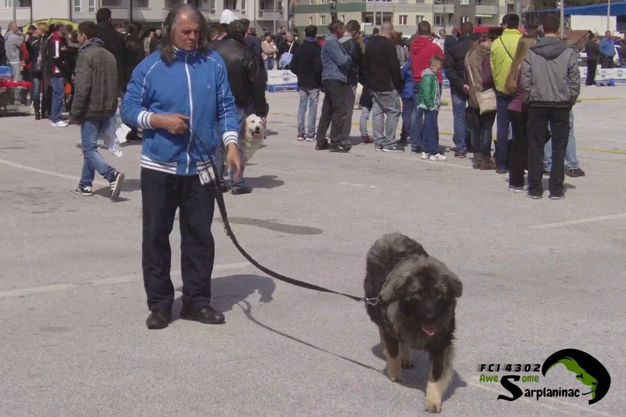 Male dog Ben Hur approaching camera with breeder while crowd watches in Jagodina.