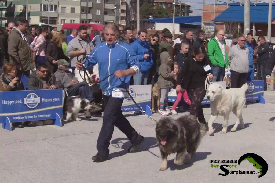 Best in Show junior class dogs with handlers and crowd at CACIB Jagodina