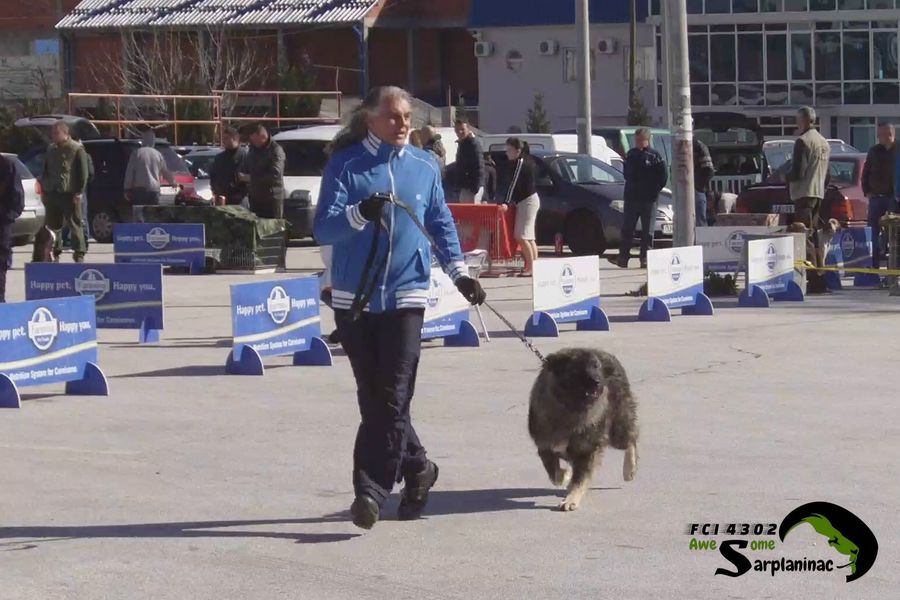 Thick coated Sarplaninac dog walking confidently in open show area