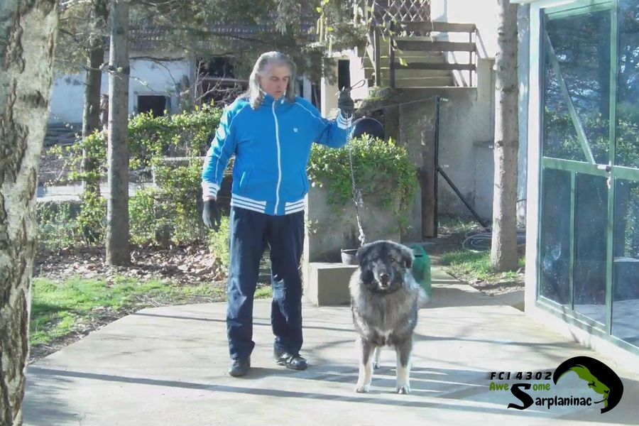 Dark gray long haired dog standing still on paved path near glass wall
