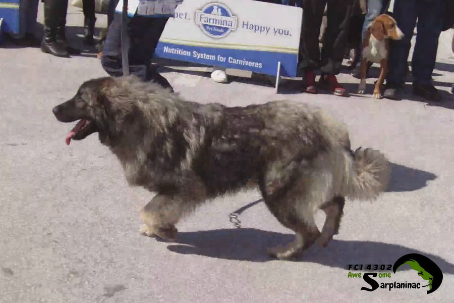 Medium-sized dog Ben Hur moving in the ring during Best in Show.
