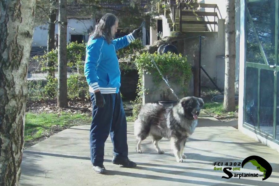 Sarplaninac Dog Ben Hur on leash standing outdoors while breeder gives a command.