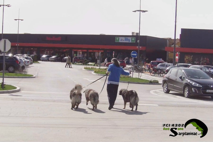 Breeder walking three dogs on leash, including Ben Hur, Big Haidy and Leo, across a parking area.