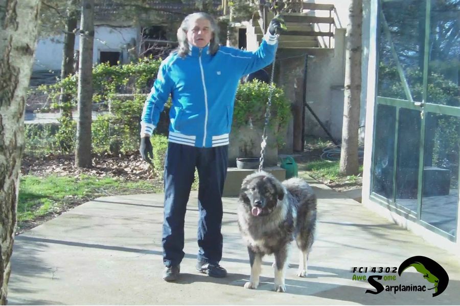 Dog Ben Hur standing on leash facing forward while breeder holds the lead raised