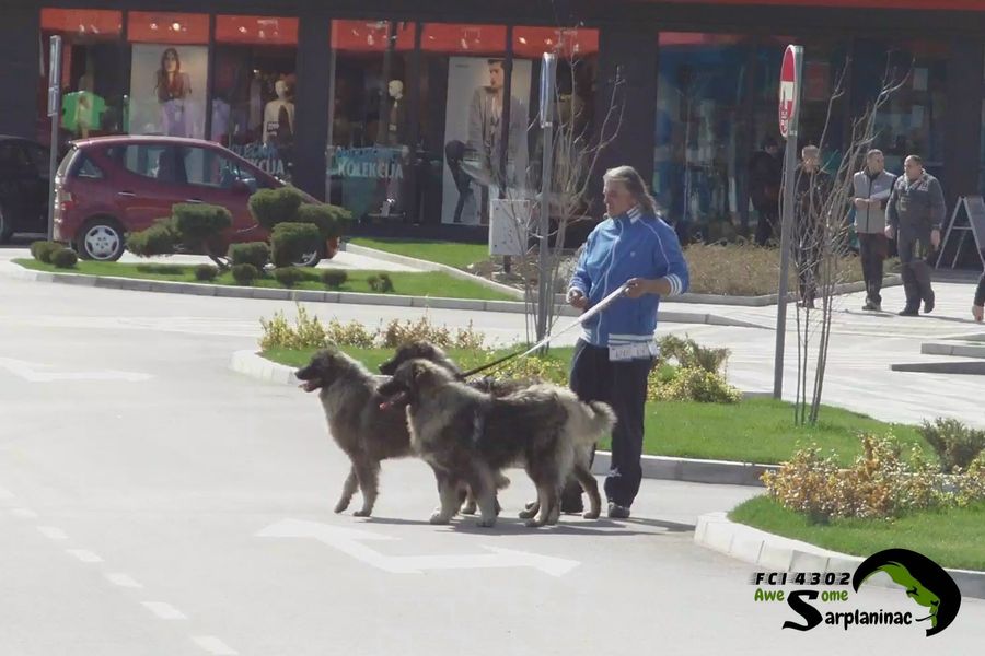 Three dogs on leash with breeder walking in front of a shopping center in Jagodina.
