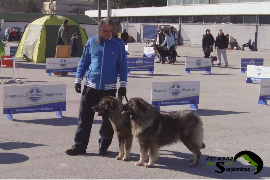 Two dogs, Ben Hur and Leo, on leash with breeder standing in front of the show rings