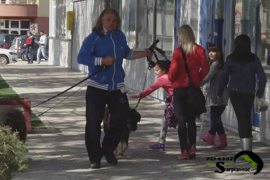 Child reaching to pet a dog while breeder holds dogs on leash outside.