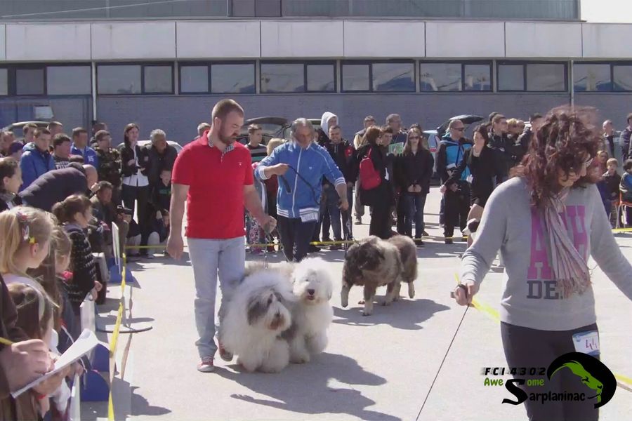 Breeding pair of dogs, Ben Hur and Big Haidy, moving in the ring during Best in Show.