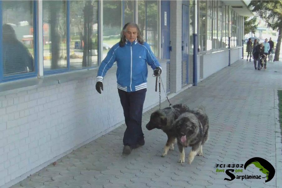 Two dogs, Ben Hur and Leo, walking on leash with breeder along a sidewalk.