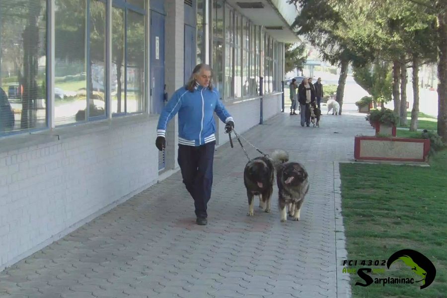 Young dogs Ben Hur and Leo on leash near a building exterior
