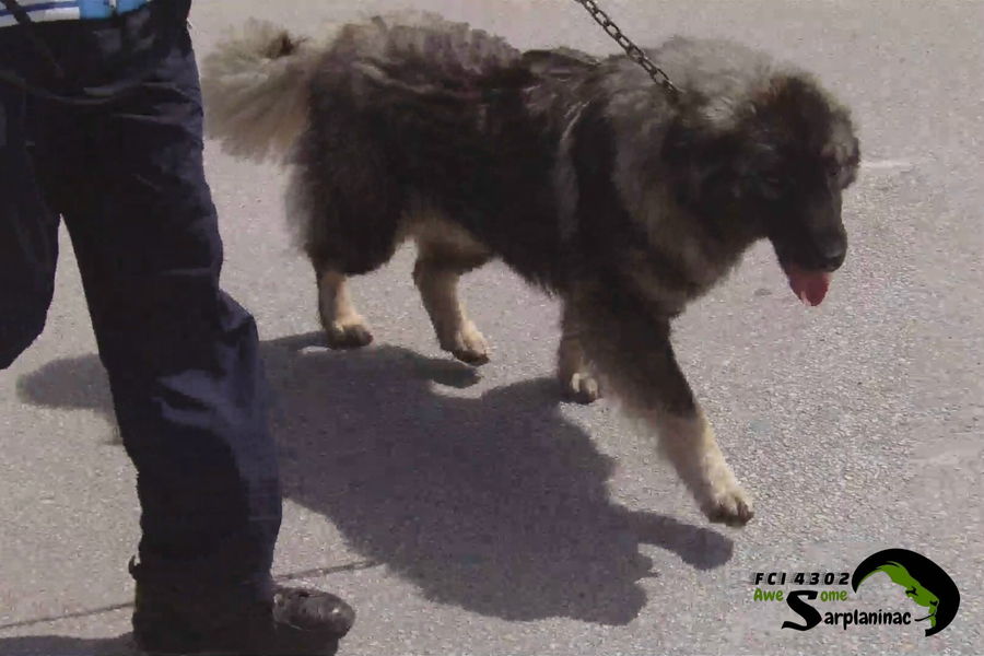 Close-up view of a dog on leash, Ben Hur in motion.