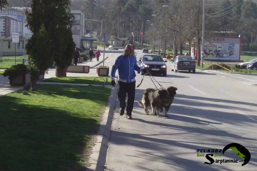 Two male dogs on leash along a street with traffic in the background