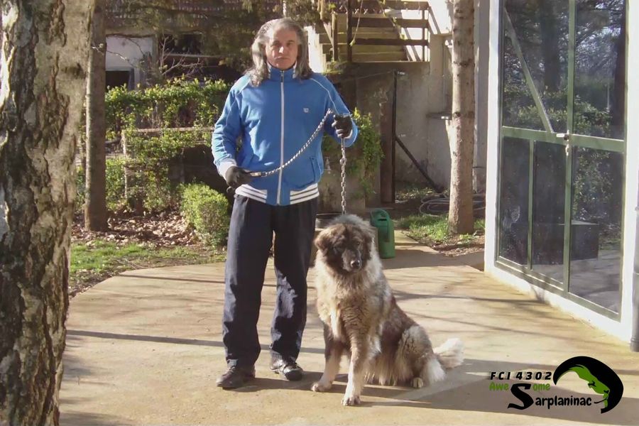 Female dog Big Haidy sitting on leash beside breeder outdoors