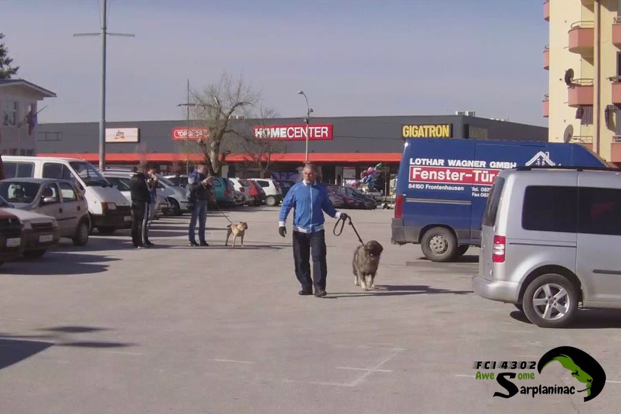 Iron grey dog Big Haidy with breeder arriving at dog show area in Jagodina
